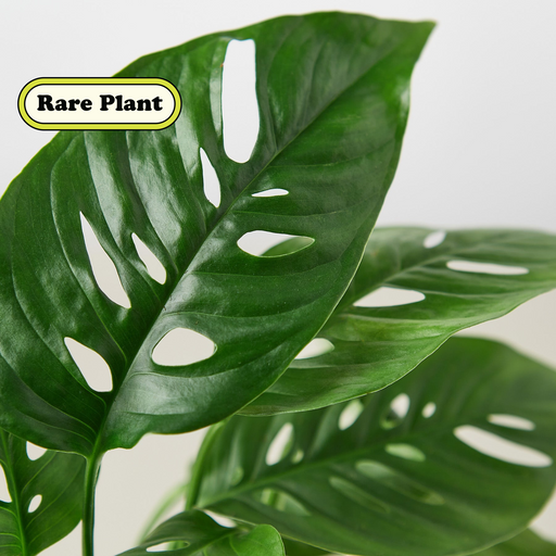 Monstera Adansonii 'Swiss Cheese' Cuttings (5 Pack) - House Plant Shop