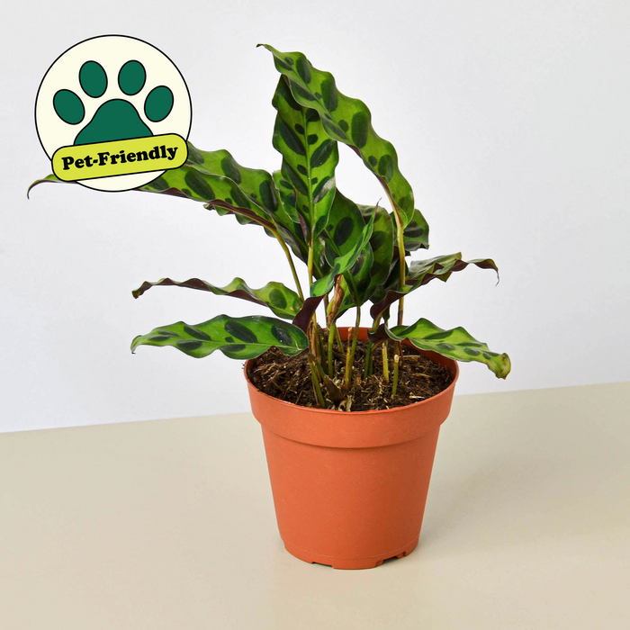 rattlesnake in potted plant Calathea Lancifolia 'Rattlesnake' | Indoor Plant | Tropical Plant | Potted Plant