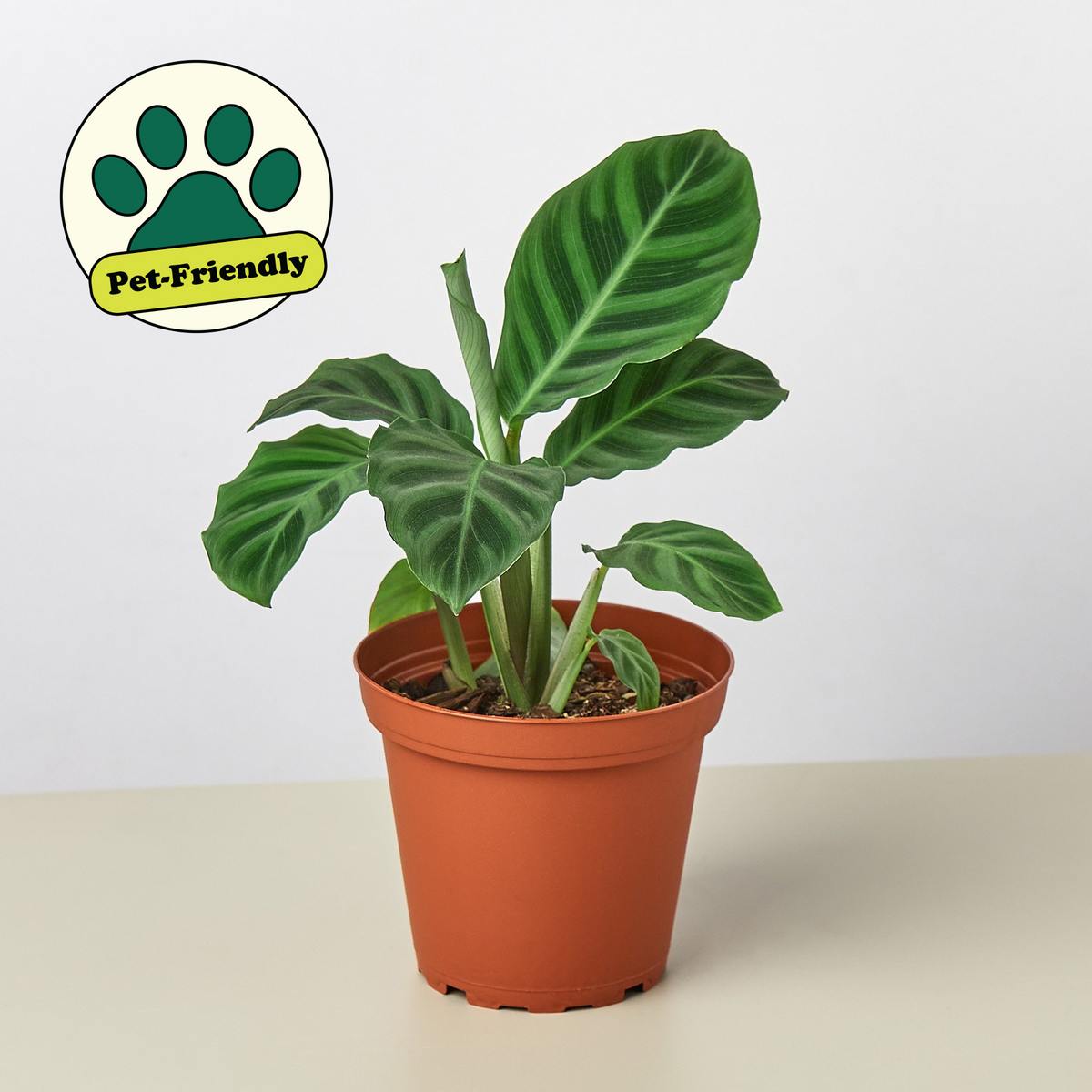 Calathea 'Zebrina'