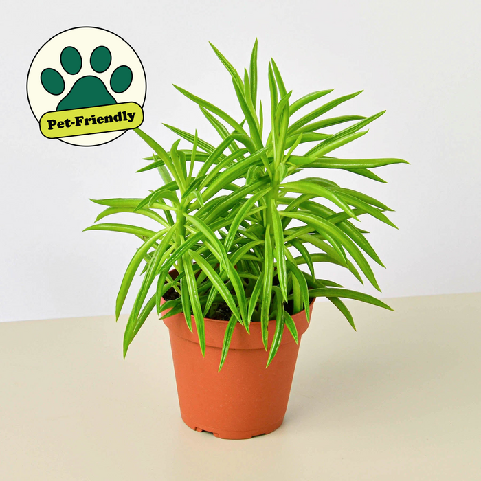 plant green bean seeds indoors Peperomia 'Green Bean' | Indoor Plant | Tropical Plant | Potted Plant