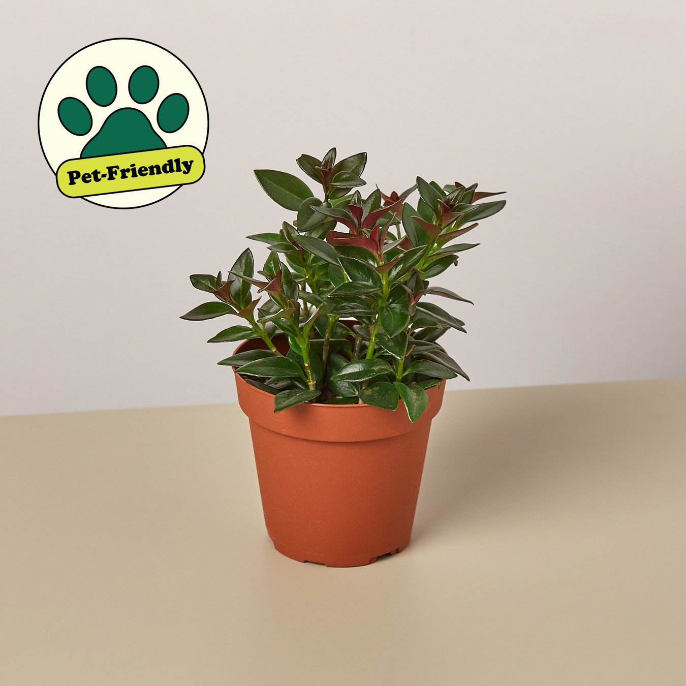 Nematanthus Plants