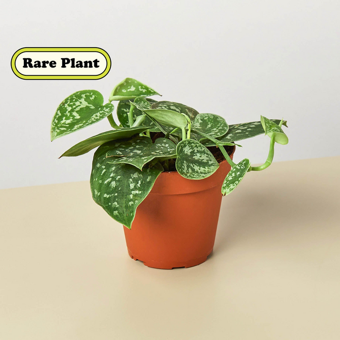 pothos argyraeus Pothos 'Satin' | Indoor Plant | Tropical Plant | Potted Plant