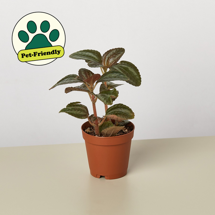 Pilea 'Bronze' | Indoor Plant | Tropical Plant | Potted Plant — House ...