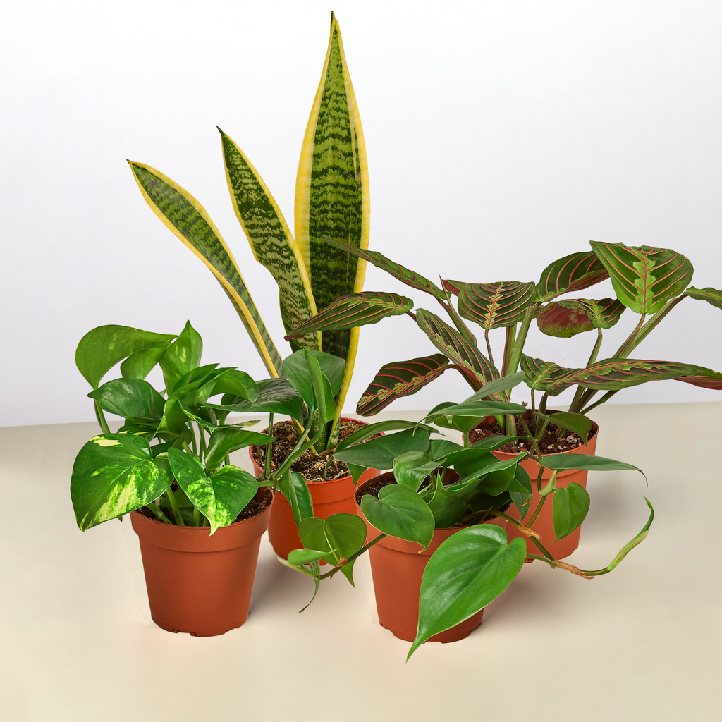 very low light plants indoor Low Light Bundle
