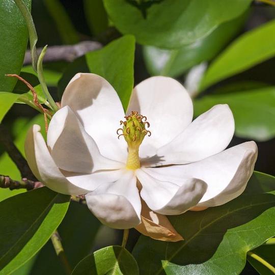 Sweetbay Magnolia Tree - 6.5" Pot