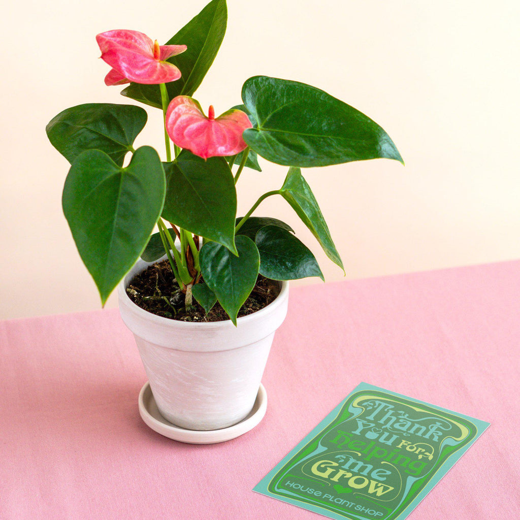 Pre-Potted Anthurium 'Pink' - White Terra Cotta — House Plant Shop