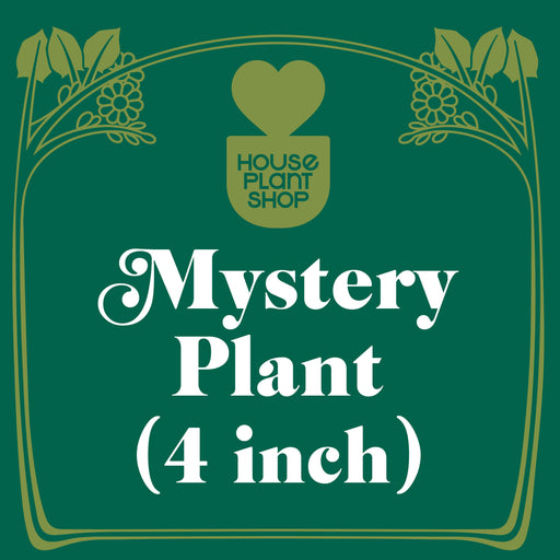 Mystery House Plant - House Plant Shop