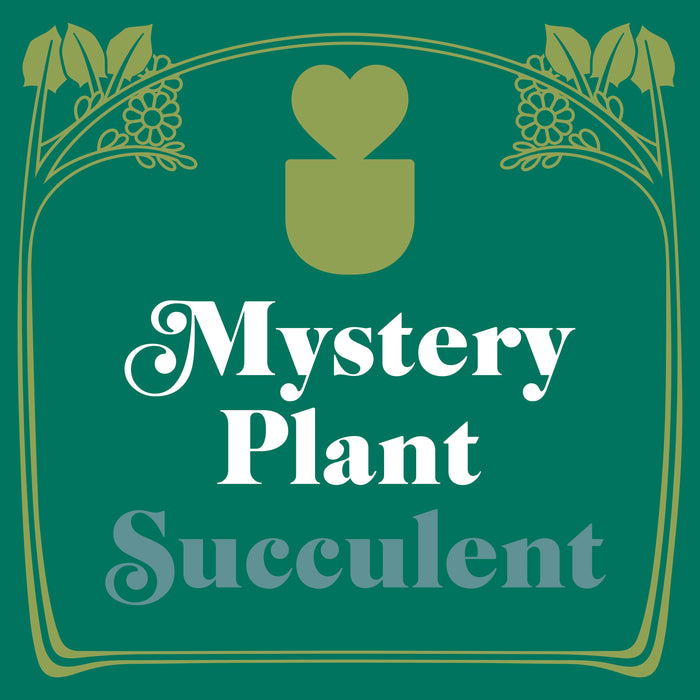 Mystery Succulent House Plant - House Plant Shop