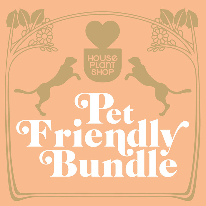Pet Friendly Variety Bundle - House Plant Shop