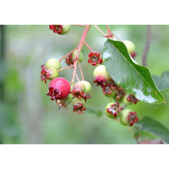 Serviceberry, Shadblow Tree - 6.5" Pot