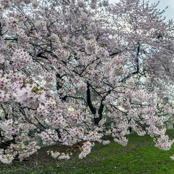 Yoshino Flowering Cherry | Flowering Tree by Growing Home Farms